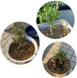 盆栽日記