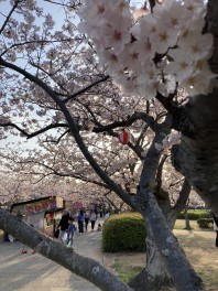 下関周辺のお花見（戦場ヶ原公園・門司港）