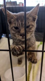 子猫を保護してしまいました