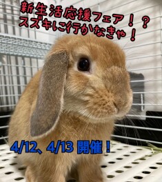 スズキ新生活応援フェア開催！！