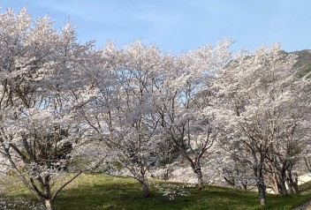 お花見散歩