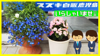 (*´▽｀*)綺麗な花で癒されて下さい。