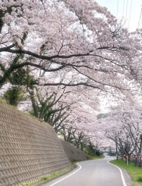 桜情報その２!!