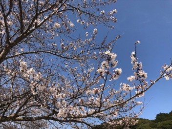 ♡おすすめ中古車♡