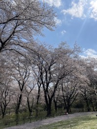 お花見いきました