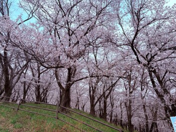 弘法山　桜満開です！