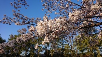 桜が満開です(^^♪