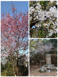 ４月も終わろうとしています