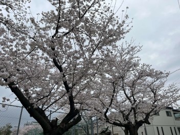 桜