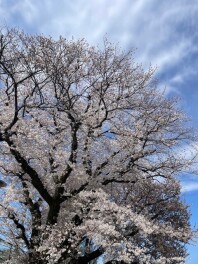 春のお出かけに、新車いかがですか？？
