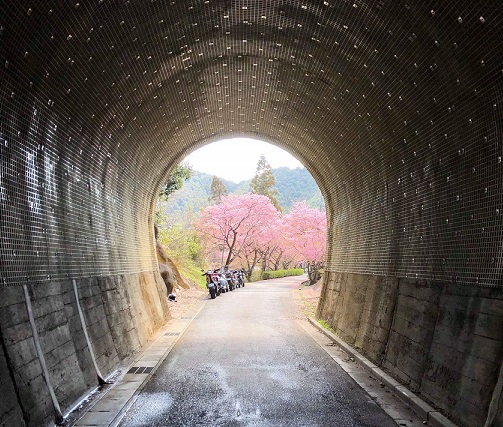 河津桜