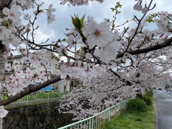 桜と新年度！