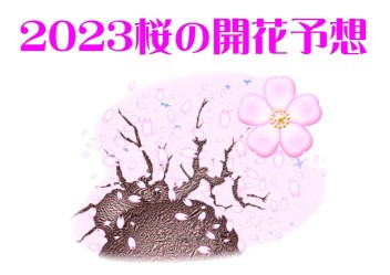 2023桜の開花予想(*´з`)