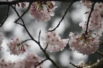 なみだ雨