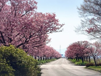 【周辺おすすめスポット】マイロード　桜の舞うみち☆