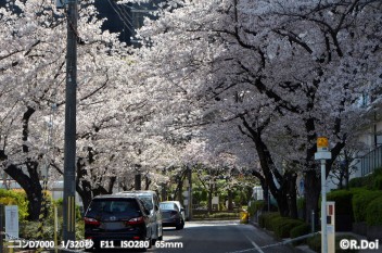 桜も散ってしまいました！！