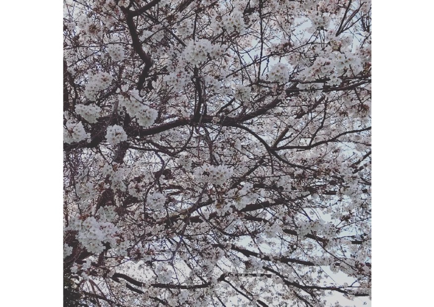 桜、満開！☆彡