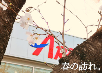❀春がやってきました❀