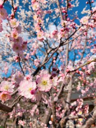 花粉に負けるな！！週末商談会☆彡