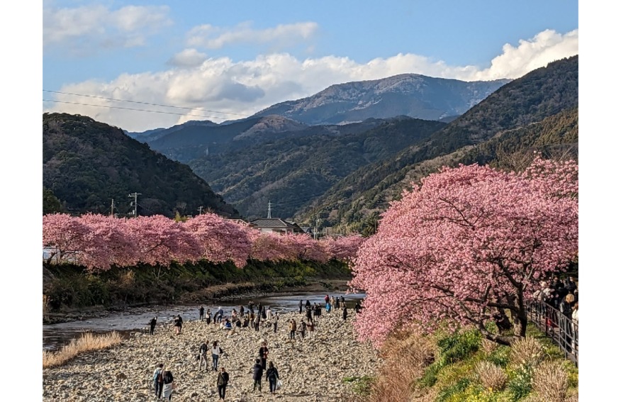 河津桜祭りへ