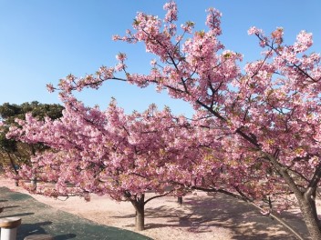 ３月上旬が見頃の桜、河津桜を見に行ってきました！