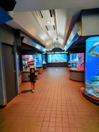 毎週土日はスズキの日と渋川マリン水族館