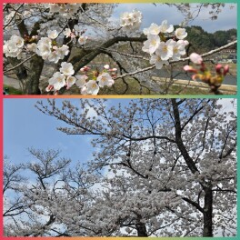 木次　桜まつり