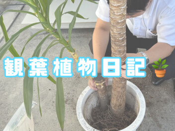 観葉植物日記☆彡