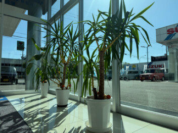観葉植物日記☆彡