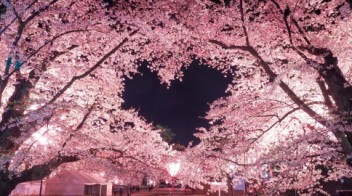 桜シーズン到来！