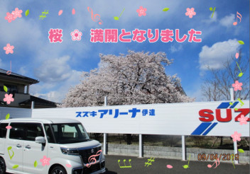 桜が満開になりました❀