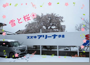 桜と雪❀　珍しいですね！