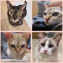 猫カフェ
