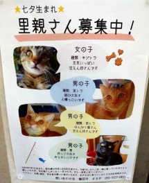 猫の里親さん募集中