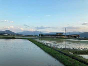 田植え