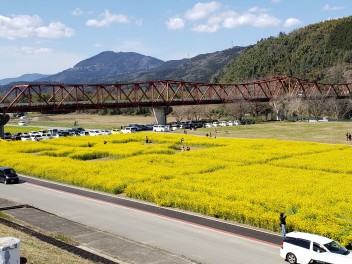 幸せの黄色い畑☆畑の前橋