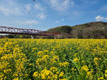 弥生の風☆畑の前橋の菜の花