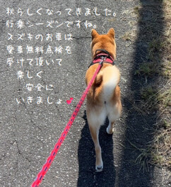 秋らしくなってきました