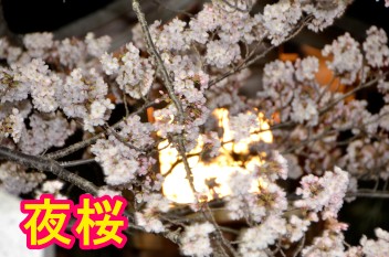 夜桜を撮影しました！！