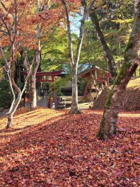 深まる秋☆稲荷山公園