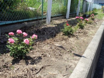 バラの花が咲きました
