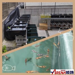 ササ活　メダ活⑤