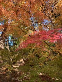 法多山のもみじまつりに