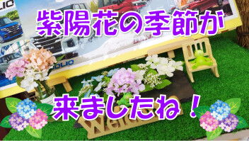 アジサイの季節がきましたね！