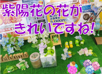 紫陽花ってきれいですよね！