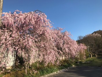 京都ドライブ　～　美山編　～