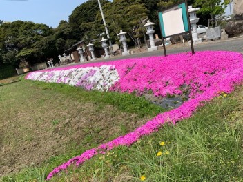 桜の次は・・・？