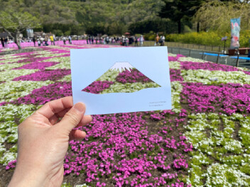 絶景の芝桜！
