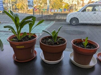 車検・点検を実施の方にお花をプレゼント