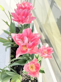 ゴールデンウイーク　長期休暇のお知らせ